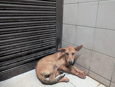 【待認養】混種犬 狗 (女生) - 高雄市燕巢動物保護關愛園區
