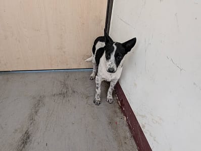 【待認養】混種犬 狗 (女生) - 高雄市燕巢動物保護關愛園區