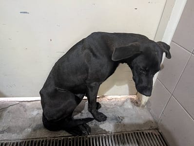 【待認養】混種犬 狗 (女生) - 高雄市燕巢動物保護關愛園區