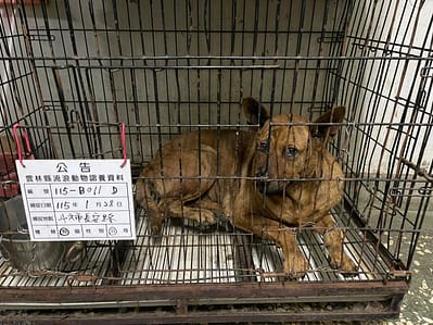 【待認養】混種犬 狗 (男生) - 雲林縣流浪動物收容所