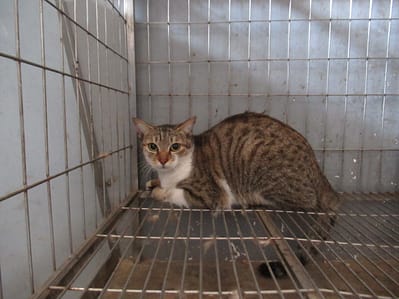 【待認養】混種貓 貓 (女生) - 新竹市動物保護教育園區