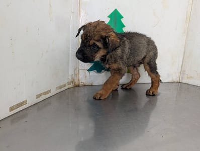 【待認養】混種犬 狗 (男生) - 高雄市燕巢動物保護關愛園區