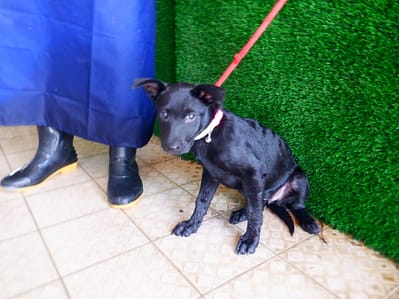 【待認養】混種犬 狗 (女生) - 南投縣公立動物收容所