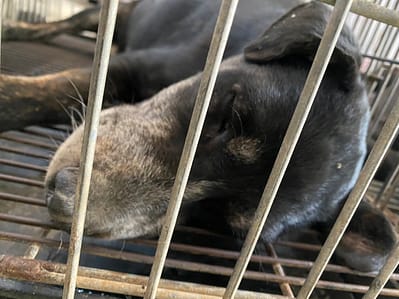 【待認養】混種犬 狗 (男生) - 臺南市動物之家善化站