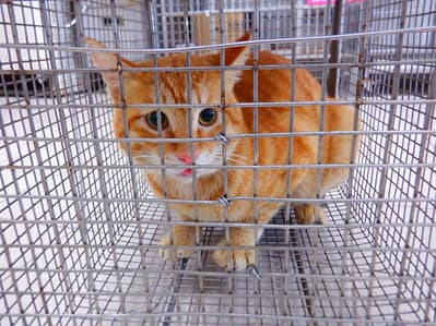 【待認養】混種貓 貓 (男生) - 南投縣公立動物收容所