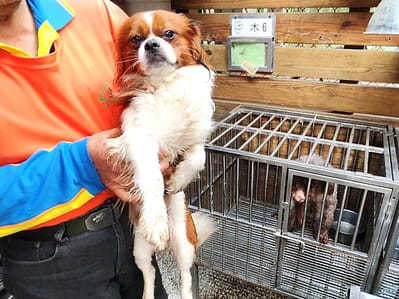 【待認養】西施犬 狗 (男生) - 高雄市壽山動物保護教育園區