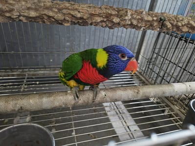 【待認養】彩虹吸蜜鸚鵡 其他 (未知) - 新竹市動物保護教育園區