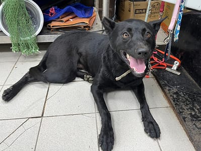 【待認養】混種犬 狗 (女生) - 彰化縣流浪狗中途之家