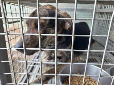 【待認養】混種犬 狗 (女生) - 臺南市動物之家善化站