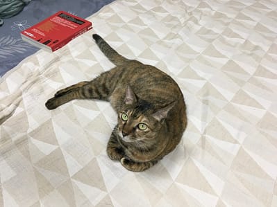 【急尋】混種貓 - 台中市向上路一段423號 (棕色)