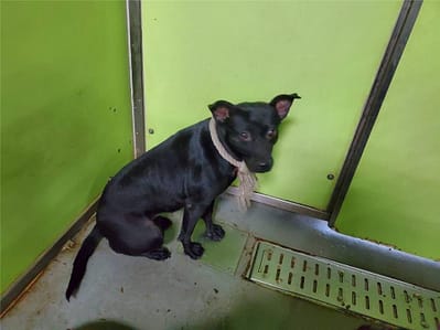 【待認養】混種犬 狗 (女生) - 臺北市動物之家