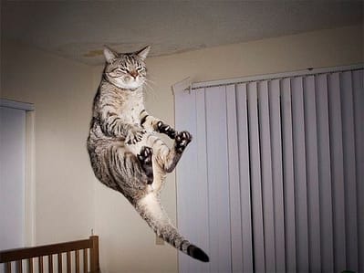 中央動物醫院