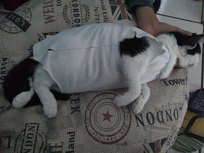 台北狗學校有限公司