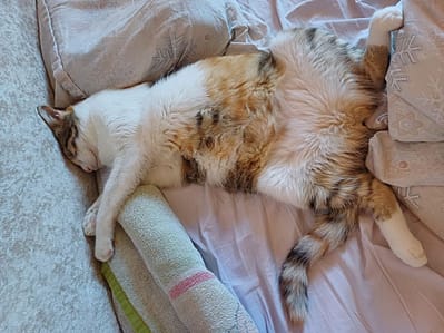 夏卡爾布偶貓商行