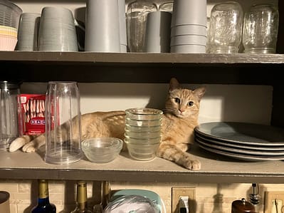 寵日子動物行為工作室