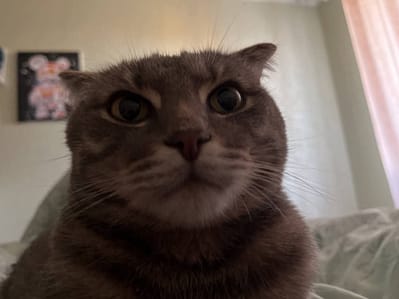 寵物王朝有限公司安平分公司