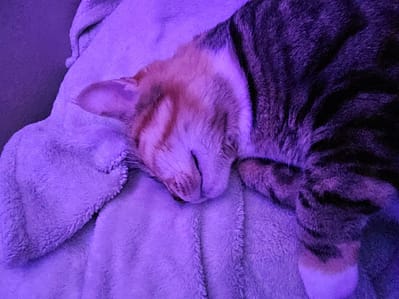 崔絲塔布偶貓舍