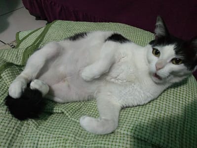 東原犬舍