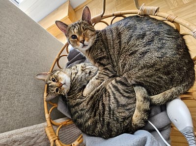 東森寵物雲股份有限公司臺中中清分公司