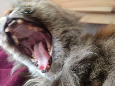 毛很多有限公司