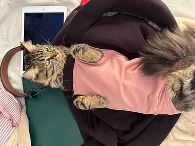 狗小孩寵物澡堂