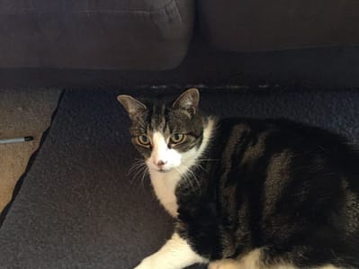 狗福美學館有限公司