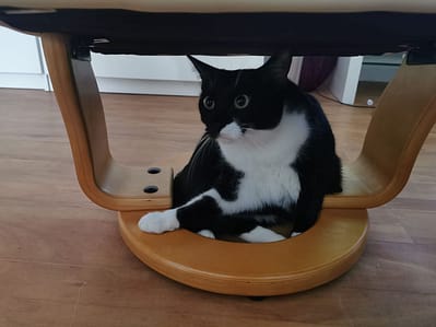 皇爵寵物有限公司