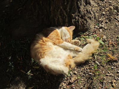 美森寵物美容工作室