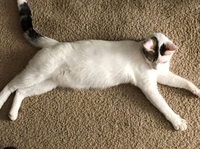 聯邦寵物行銷事業有限公司太平分公司