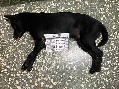 【待認養】混種犬 狗 (男生) - 雲林縣流浪動物收容所