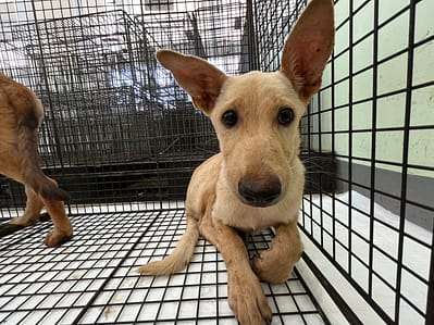 【待認養】混種犬 狗 (男生) - 金門縣動物收容中心
