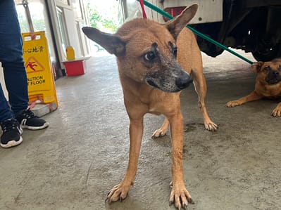 【待認養】混種犬 狗 (女生) - 桃園市動物保護教育園區