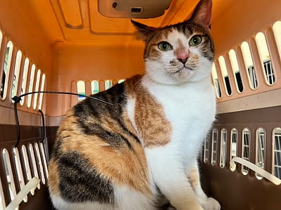 【待認養】混種貓 貓 (女生) - 桃園市動物保護教育園區