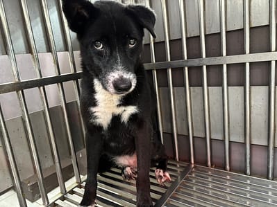 【待認養】混種犬 狗 (女生) - 新北市五股區公立動物之家