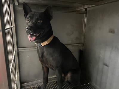 【待認養】混種犬 狗 (男生) - 臺北市動物之家