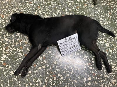 【待認養】混種犬 狗 (男生) - 雲林縣流浪動物收容所