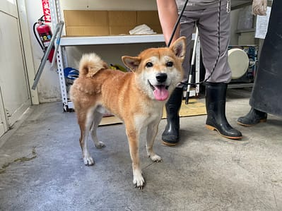 【待認養】柴犬 狗 (男生) - 臺北市動物之家