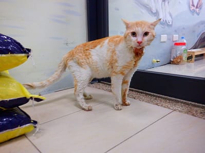 【待認養】混種貓 貓 (男生) - 南投縣公立動物收容所