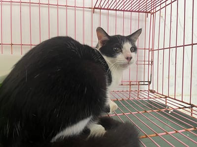 【待認養】混種貓 貓 (男生) - 臺北市動物之家