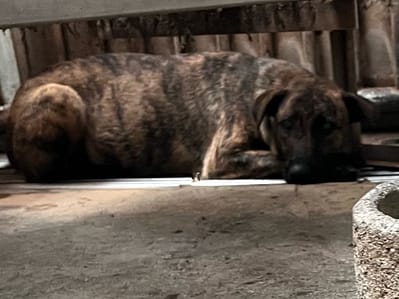 【待認養】混種犬 狗 (女生) - 彰化縣流浪狗中途之家