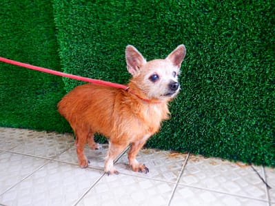 【待認養】混種犬 狗 (女生) - 南投縣公立動物收容所