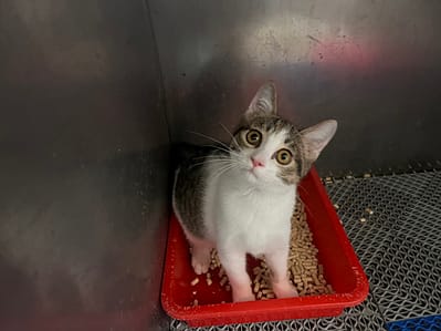 【待認養】混種貓 貓 (女生) - 桃園市動物保護教育園區