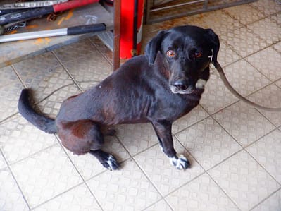 【待認養】混種犬 狗 (男生) - 南投縣公立動物收容所