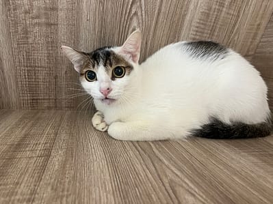 【待認養】混種貓 貓 (女生) - 桃園市動物保護教育園區