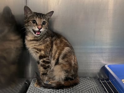 【待認養】混種貓 貓 (男生) - 桃園市動物保護教育園區