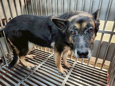 【待認養】德國狼犬(德國牧羊犬) 狗 (女生) - 新北市板橋區公立動物之家
