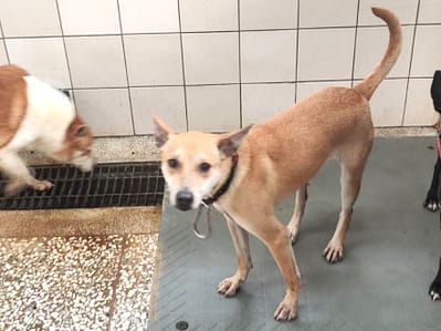 【待認養】混種犬 狗 (女生) - 高雄市壽山動物保護教育園區