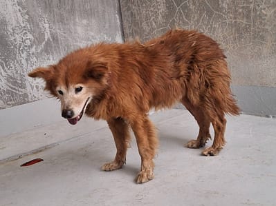 【待認養】混種犬 狗 (男生) - 基隆市寵物銀行