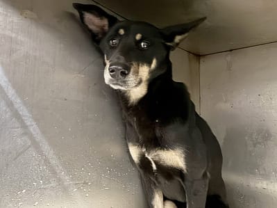 【待認養】混種犬 狗 (女生) - 臺北市動物之家