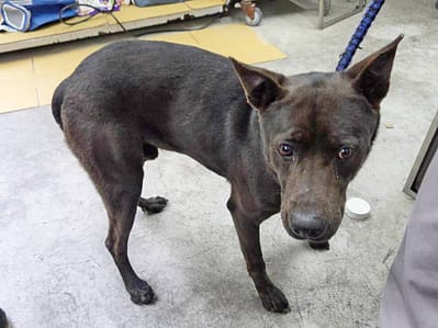 【待認養】混種犬 狗 (男生) - 臺北市動物之家